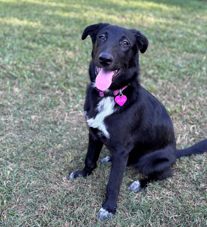 Willow #docile-temper Image
