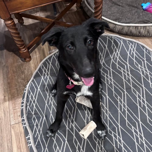WILLOW #DOCILE-TEMPER - Border Collie / Labrador Retriever available for adoption