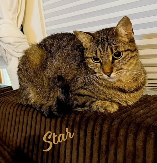 STAR #CARIBBEAN-ISLAND-GIRL - Tabby / Domestic Short Hair for adoption in Houston