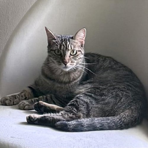 STAR #CARIBBEAN-ISLAND-GIRL - Tabby / Domestic Short Hair available for adoption