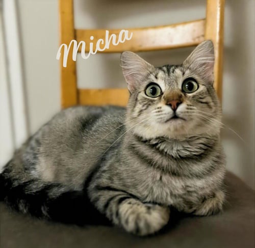 MICHA #TRUSTING-&-LOVING - Maine Coon / Domestic Medium Hair available for adoption