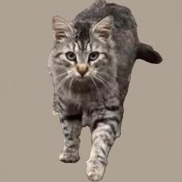 MICHA #TRUSTING-&-LOVING - Maine Coon / Domestic Medium Hair available for adoption