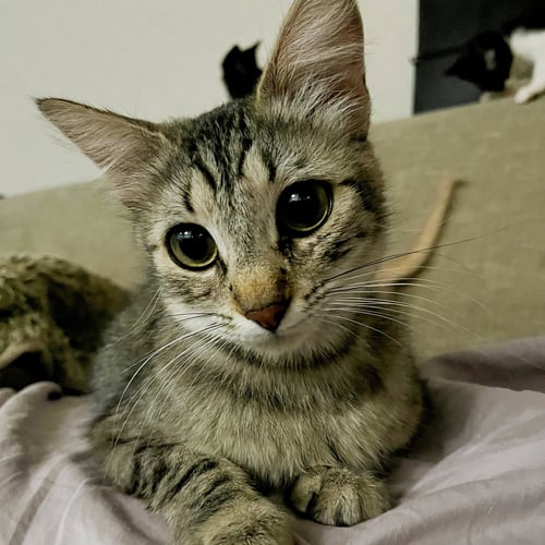MICHA #TRUSTING-&-LOVING - Maine Coon / Domestic Medium Hair available for adoption
