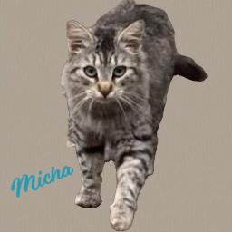 MICHA #TRUSTING-&-LOVING - Maine Coon / Domestic Medium Hair available for adoption