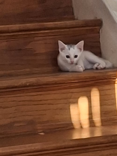 MICAH #MELTS-INTO-YOU - Turkish Van / Domestic Short Hair available for adoption