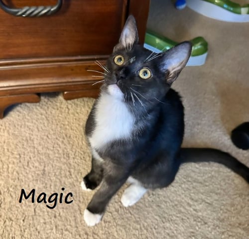MAGIC #SMOKE-TUXEDO - Tuxedo / Domestic Short Hair available for adoption