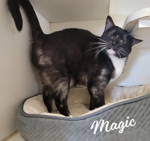 MAGIC #SMOKE-TUXEDO - Tuxedo / Domestic Short Hair available for adoption