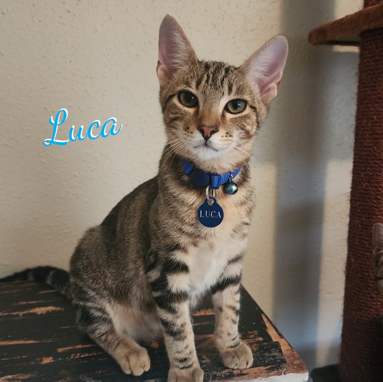 Luca #attic-bunch Image