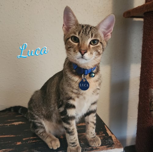LUCA #ATTIC-BUNCH - Tabby / Domestic Short Hair available for adoption