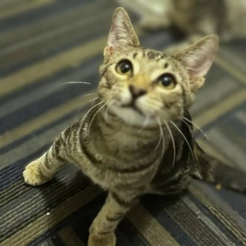 USHER #ALL-TIME-PLAYGIRL - Tabby / Domestic Short Hair available for adoption