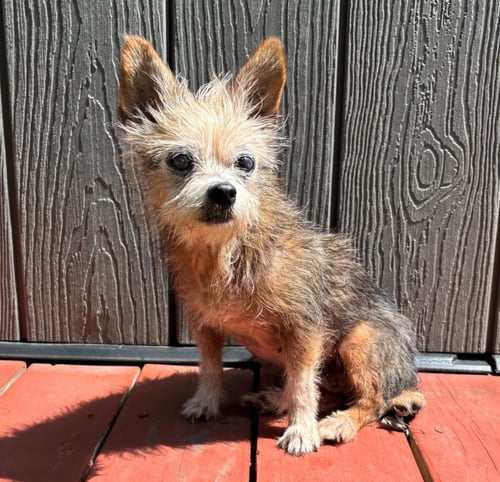HAZEL #SPUNKY-LIL-GIRL - Yorkshire Terrier Yorkie available for adoption