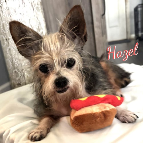 HAZEL #SPUNKY-LIL-GIRL - Yorkshire Terrier Yorkie available for adoption