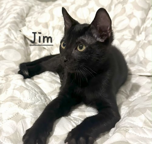JIM #BEAM - Bombay for adoption in Sugar Land