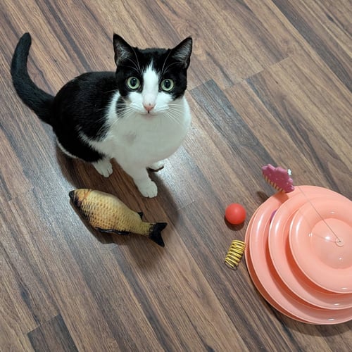 BUG #CUDDLE-QUEEN - Tuxedo / Domestic Short Hair available for adoption