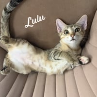 Lulu #sister-of-Nikki - Photo 1