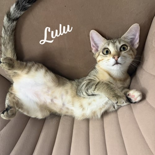 LULU #SISTER-OF-NIKKI - Torbie / Domestic Short Hair available for adoption