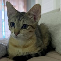 Lulu #sister-of-Nikki - Photo 3