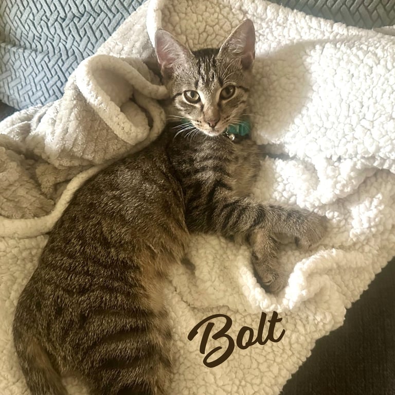 Bolt #brother-of-Tornado Image