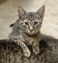 Bolt #brother-of-Tornado - Photo 2