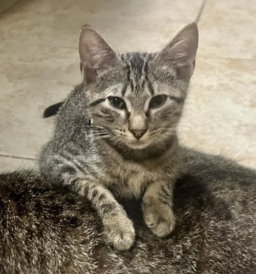 BOLT #BROTHER-OF-TORNADO - Tabby / Domestic Short Hair available for adoption