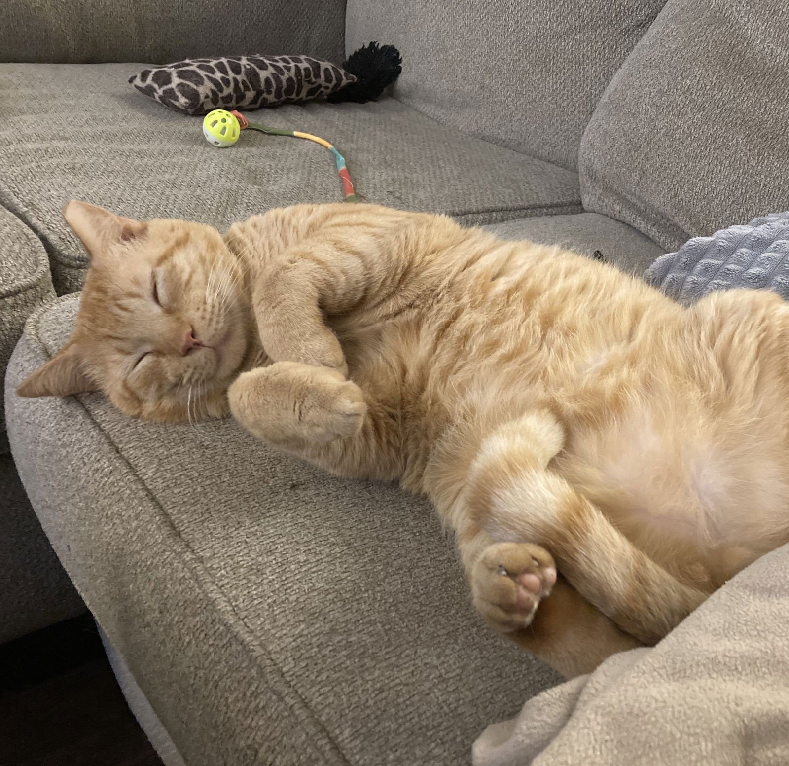 TEDDY #CHECK-MEOWT - Tabby / Domestic Short Hair available for adoption