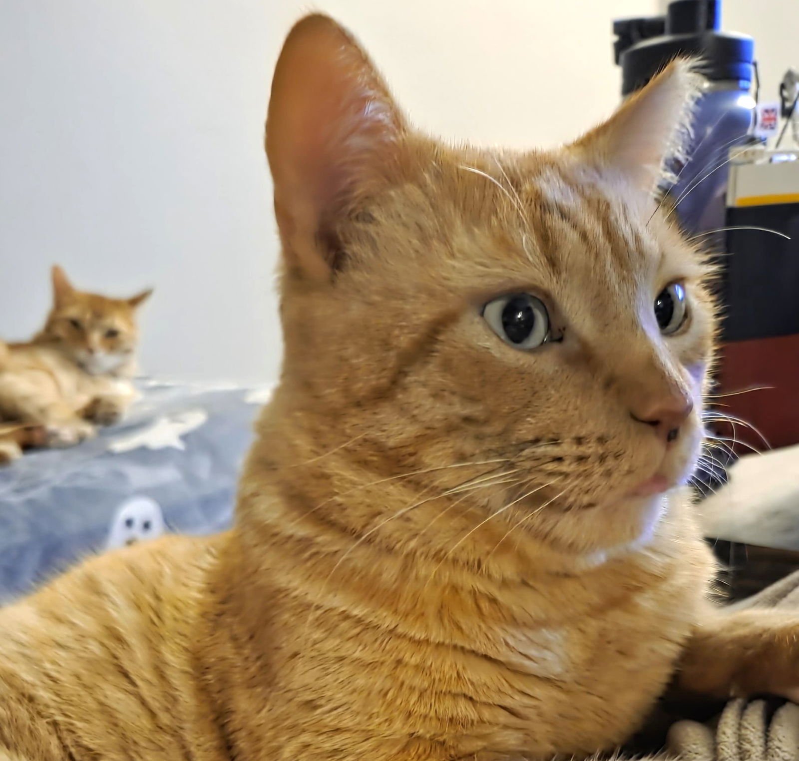 Teddy #check-meowt - Photo 3