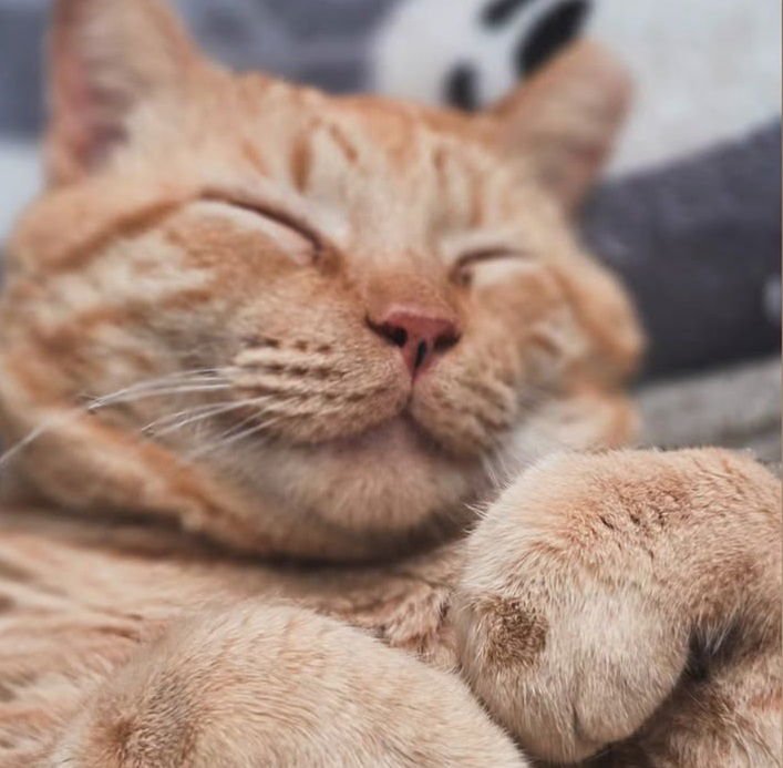 Teddy #check-meowt - Photo 5