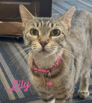 LILY #SEEKS-OUT-AFFECTION - Tabby / Domestic Short Hair available for adoption