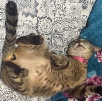 Lily #seeks-out-affection - Photo 2