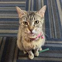 Lily #seeks-out-affection - Photo 3