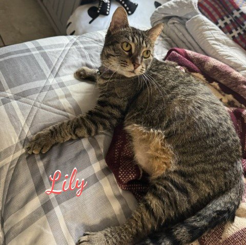 LILY #MORE-2-HUG - Tabby / Domestic Short Hair available for adoption