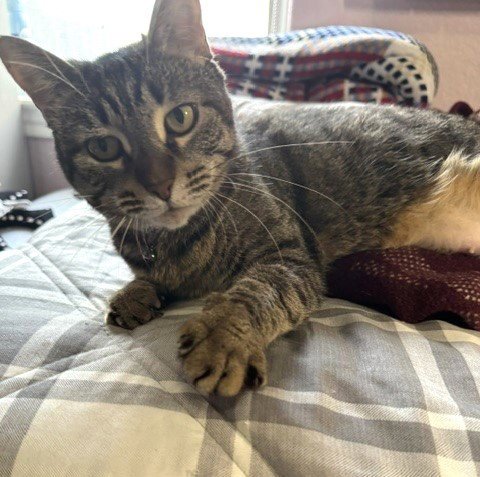 LILY #MORE-2-HUG - Tabby / Domestic Short Hair available for adoption