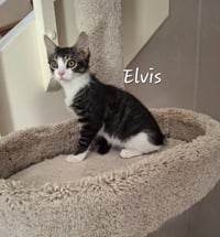 Elvis #king-of-hearts - Photo 1