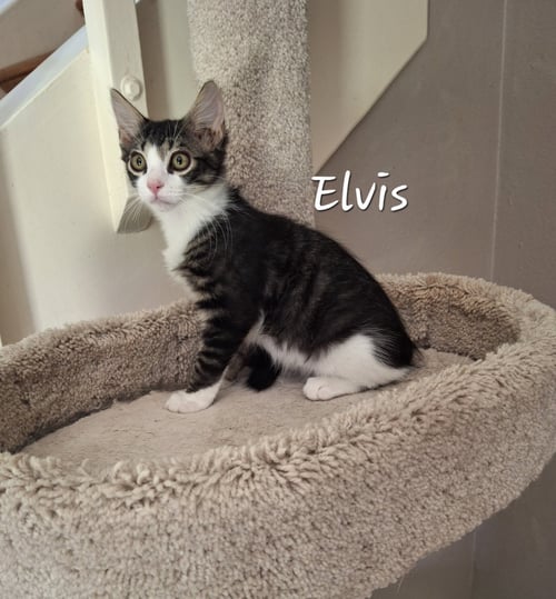 ELVIS #KING-OF-HEARTS - Maine Coon / Domestic Medium Hair available for adoption