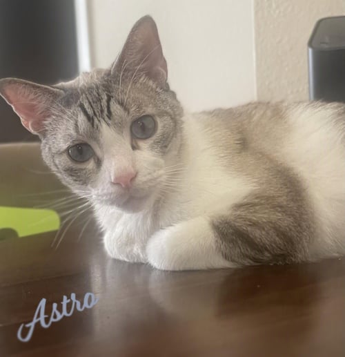 ASTRO #YOUR-WHISKERED-SHADOW - Siamese / Snowshoe available for adoption