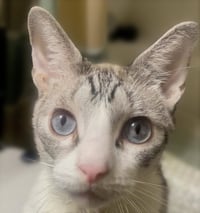 Astro #your-whiskered-shadow - Photo 2