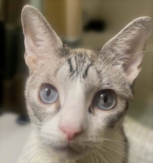 ASTRO #YOUR-WHISKERED-SHADOW - Siamese / Snowshoe available for adoption