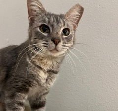 LADY WILLOW #BIG-HEARTED-LAPCAT - Dilute Tortoiseshell / Domestic Short Hair available for adoption