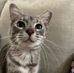 Lady Willow #big-hearted-lapcat - Photo 3