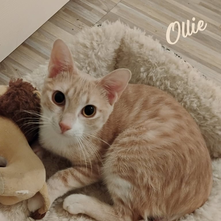 Ollie #stubby-tailed Image