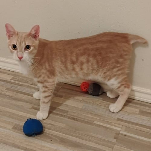 OLLIE #STUBBY-TAILED - Tabby / Domestic Short Hair available for adoption