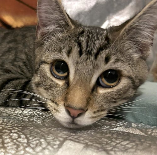 DIEGO #RIVERA - Tabby / Domestic Short Hair available for adoption