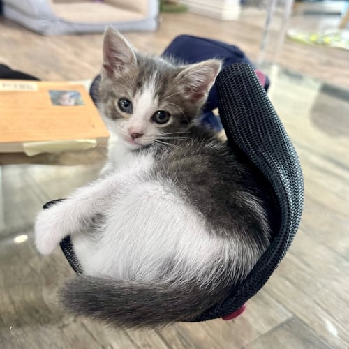 LETTUCE #BROTHER-OF-CABBAGE - Tuxedo / Domestic Short Hair available for adoption