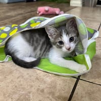 Lettuce #brother-of-Cabbage - Photo 10