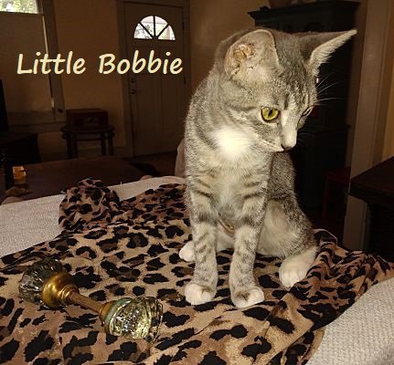 LITTLE BOBBIE #BESTIE-OF-TANGO - Tabby / Domestic Short Hair available for adoption