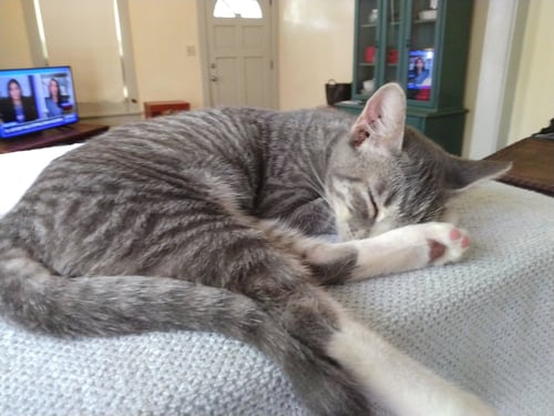 LITTLE BOBBIE #BESTIE-OF-TANGO - Tabby / Domestic Short Hair available for adoption