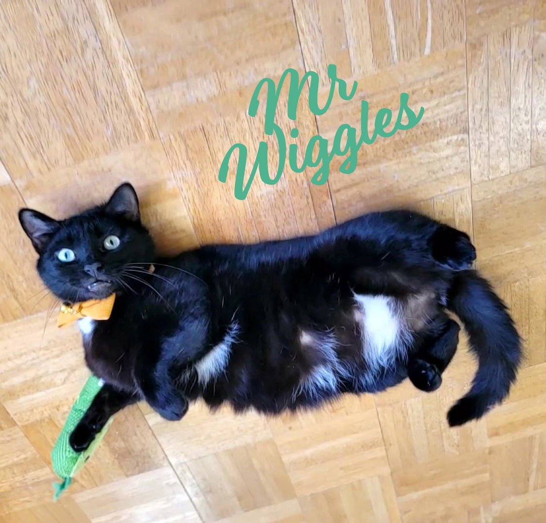 MR. WIGGLES #STOP-PLOP-JIGGLE - Tuxedo / Domestic Short Hair available for adoption