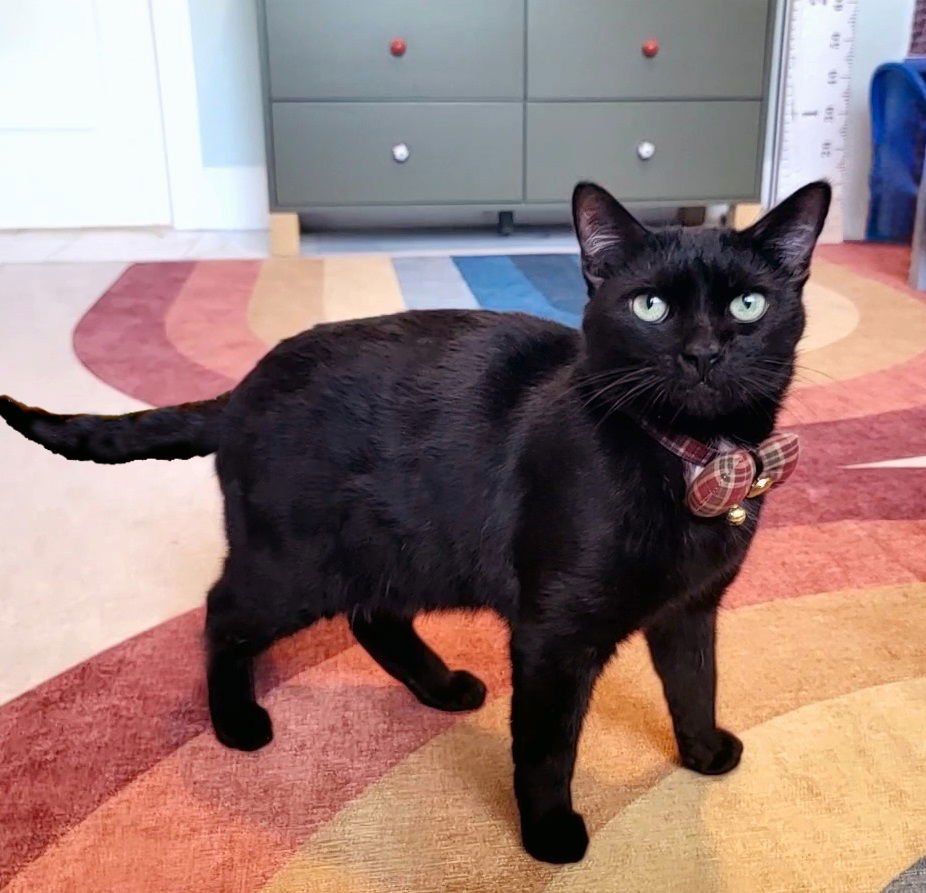 MR. WIGGLES #STOP-PLOP-JIGGLE - Tuxedo / Domestic Short Hair available for adoption