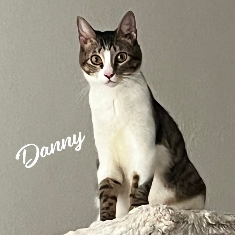 Danny #lovable-scamp Image
