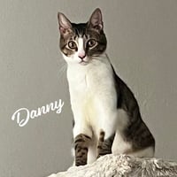 Danny #lovable-scamp - Photo 1